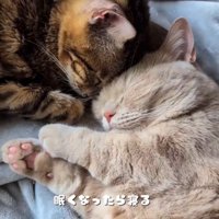 布団の上で一緒に寝るマンチカンとミックス猫