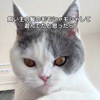 飼い主の頭の上で髪の毛で遊ぶ猫