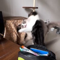 ラグドールに飛びつくスコティッシュフォールド