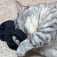 目を閉じてアームカバーに顔を埋める猫