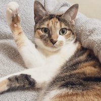 現在のこはくちゃん