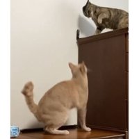 ケンカしている猫