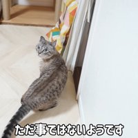 テロップ「ただ事では～」