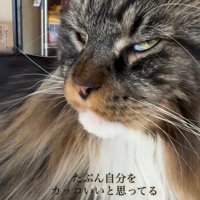 イケメン猫