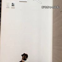 見上げる三毛猫の横にキジ猫