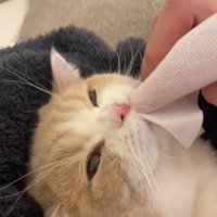 歯磨きされている猫