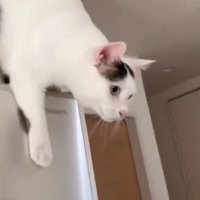 冷蔵庫の上から降りる猫