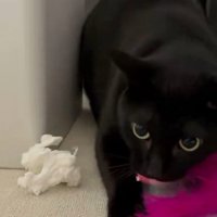 睨む猫