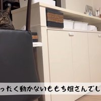 娘さんをみる猫