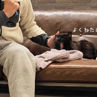 テロップ「よくねたにゃ」