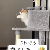 バネに猫パンチをするミヌエット
