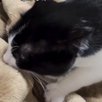 毛布をふみふみする猫