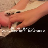 撫でられそうな猫