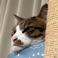 ペット用ベッドのフチにアゴを乗せて遠くを見つめる猫