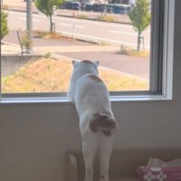 窓の外を眺める猫の後ろ姿3