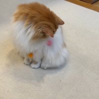 自分の体を見るぽてちくん