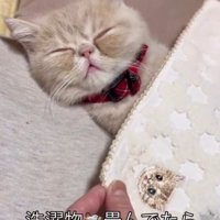 ハンカチを整える飼い主さん