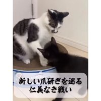 猫と子猫のケンカ