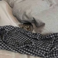 見つめる猫
