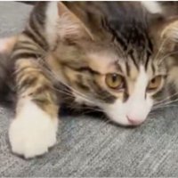 ソファでまどろむ子猫の表情