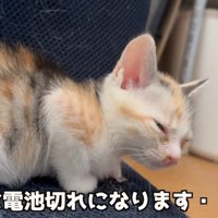 眠そうな猫