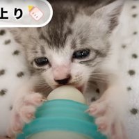 ミルクを飲んでいる子猫
