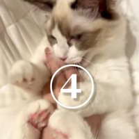 おなかをなでられる猫