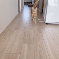 飼い主さんのほうに走ってくる茶トラ猫