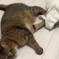 洗濯物にいたずらするみにらくん