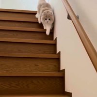 片足ずつ階段を降りる猫