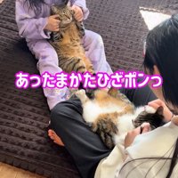 手で頭にタッチする2匹の猫