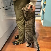 飼い主の足に立って抱きつく猫（目をつむっている）