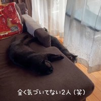 ソファーで寝ている猫