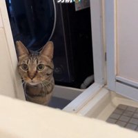 お風呂場を覗き込んでいる猫