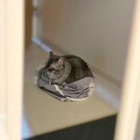 服の上に座る猫