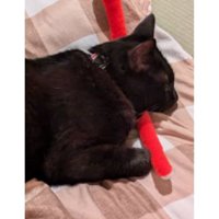 室内にいる猫