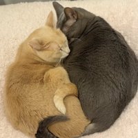 ピッタリとくっついて寝ている2匹の猫