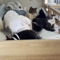 お腹側にいる3匹