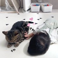 猫の体を触る赤ちゃん