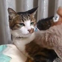 冷めた目でおもちゃを見る猫のアップ
