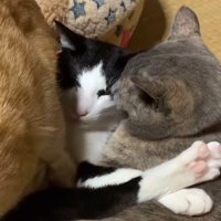 猫用ベッドに入ろうとする茶色い猫を見つめるハチワレ猫