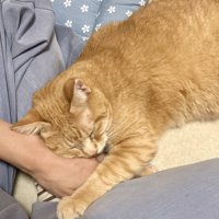 人にくっつく猫