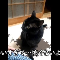 黒猫