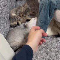 ソファで寝ている2匹の子猫