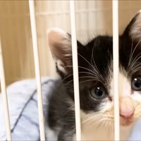 こちらを見つめる子猫