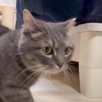 ソファの脇を通り過ぎるアクアさん