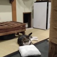 枕から顔を上げる猫
