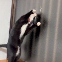 体をのけぞらせる猫