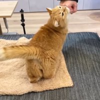 手にスリスリするプリンくん