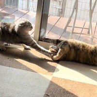 ケンカをする2匹の猫